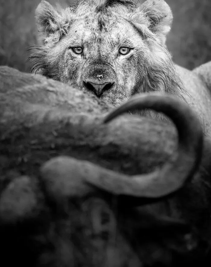 My Leap Into Wildlife Photography: 20 Images Of Nature’s Beauty