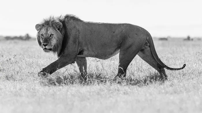 My Leap Into Wildlife Photography: 20 Images Of Nature’s Beauty