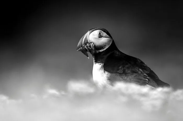My Leap Into Wildlife Photography: 20 Images Of Nature’s Beauty