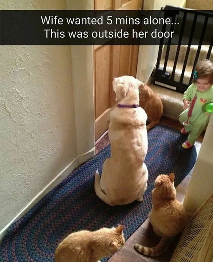 If You Like Dogs More Than People, You May Enjoy These 50 Heartwarming Memes