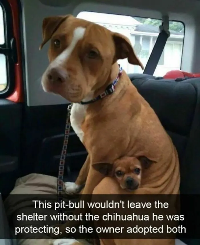 If You Like Dogs More Than People, You May Enjoy These 50 Heartwarming Memes
