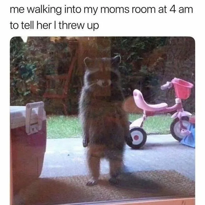 Raccoons Have Never Been More Relatable Than They Are In These 30 Dark Humor Memes