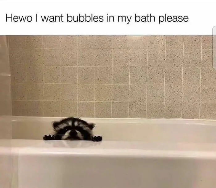 Raccoons Have Never Been More Relatable Than They Are In These 30 Dark Humor Memes