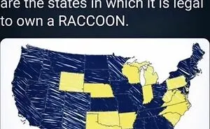 Raccoons Have Never Been More Relatable Than They Are In These 30 Dark Humor Memes