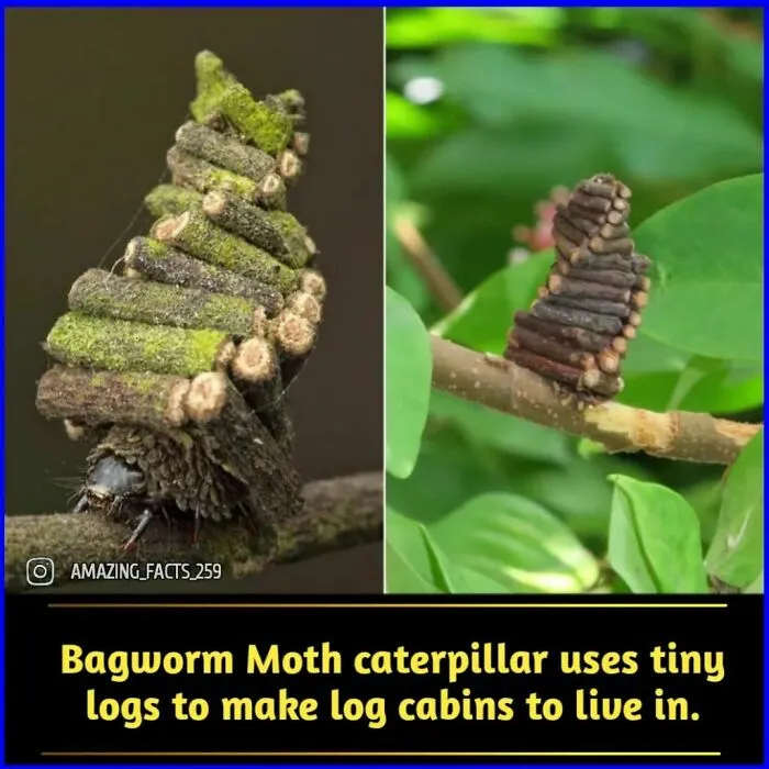 50 Of The Most Interesting And Fascinating Facts Shared On “Amazing Facts”