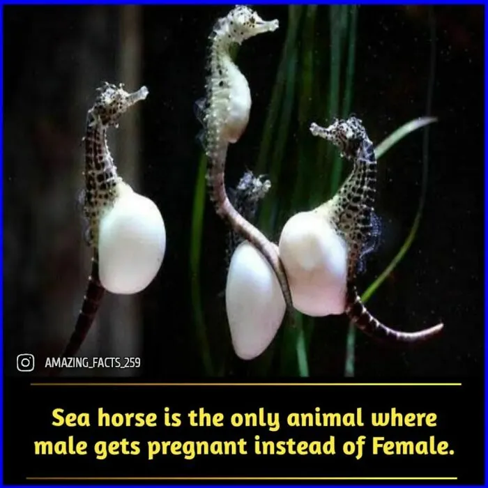 Amazing-Interesting-Facts