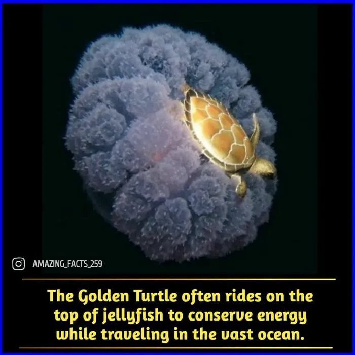 50 Of The Most Interesting And Fascinating Facts Shared On “Amazing Facts”