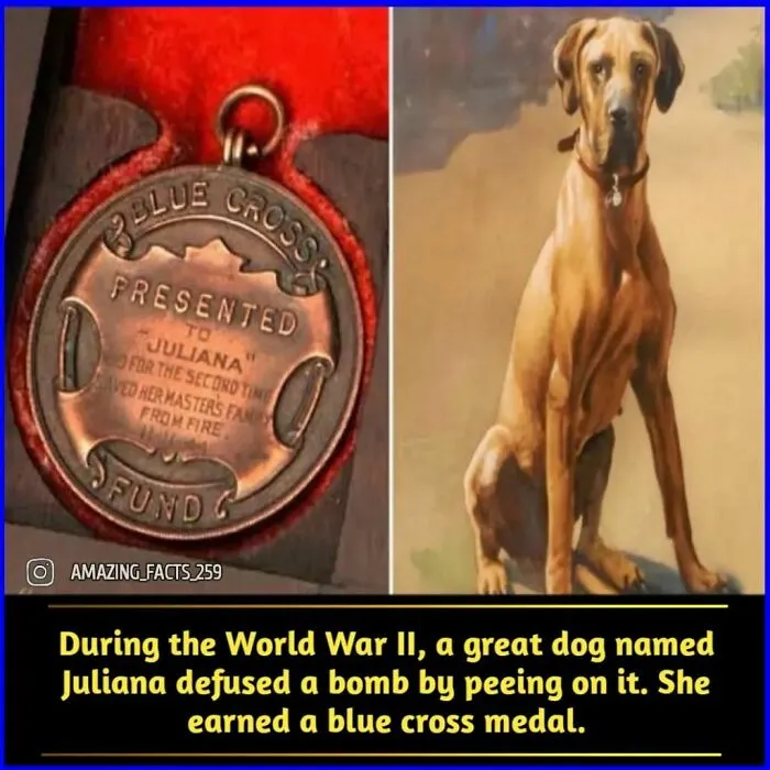 50 Of The Most Interesting And Fascinating Facts Shared On “Amazing Facts”