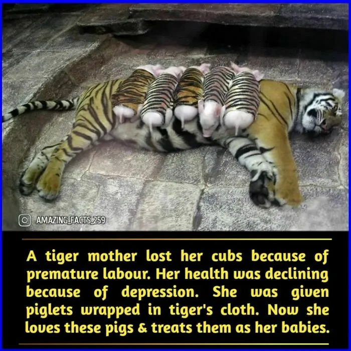 50 Of The Most Interesting And Fascinating Facts Shared On “Amazing Facts”