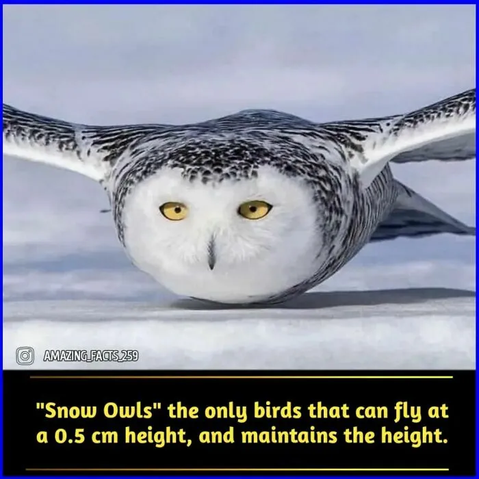 50 Of The Most Interesting And Fascinating Facts Shared On “Amazing Facts”