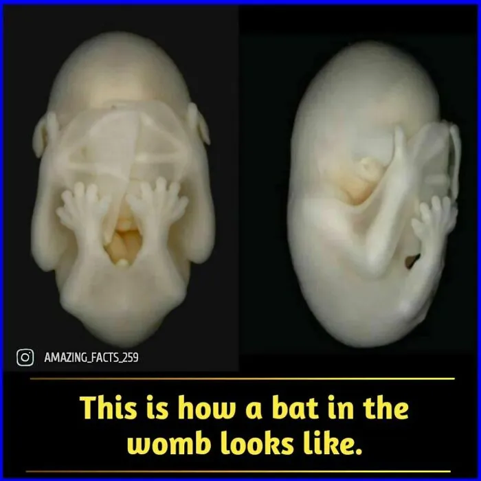50 Of The Most Interesting And Fascinating Facts Shared On “Amazing Facts”