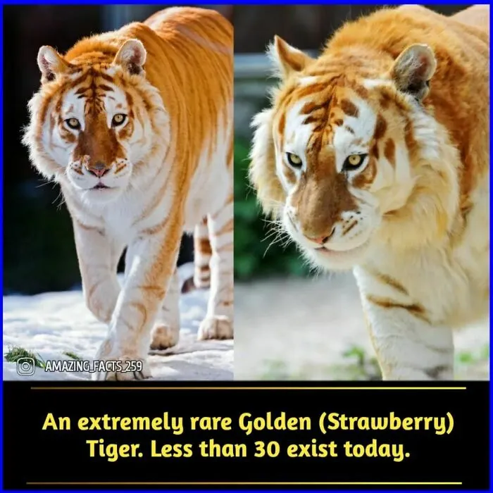50 Of The Most Interesting And Fascinating Facts Shared On “Amazing Facts”