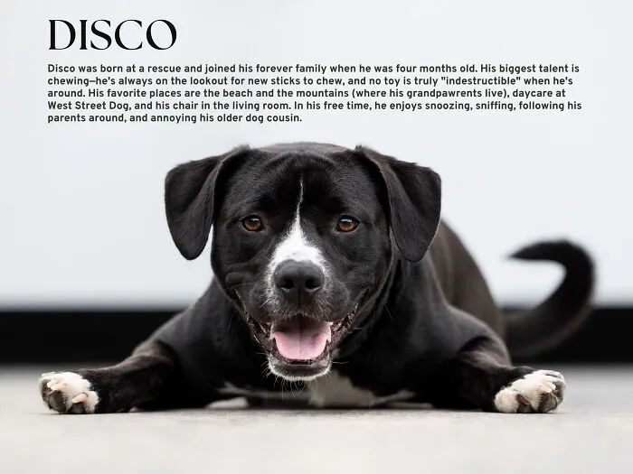 Mr December, Disco
