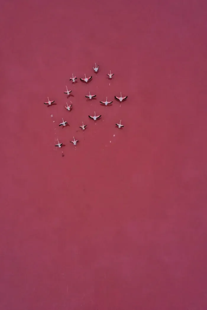 Aerial, 3rd Place Winner: Pink On Pink By Magali Chesnel