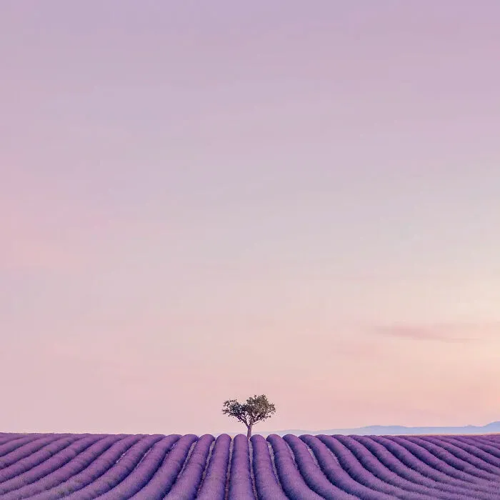 Landscape, Honorable Mention: That Lonely Tree By Helen Trust