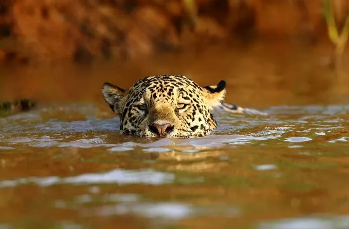 This Photographer Ventured To Dangerous Places Where He Shot These 57 Wildlife Photos (New Pics)