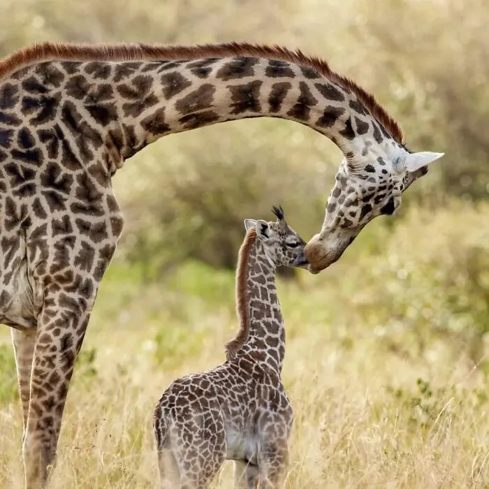 This Photographer Ventured To Dangerous Places Where He Shot These 57 Wildlife Photos (New Pics)