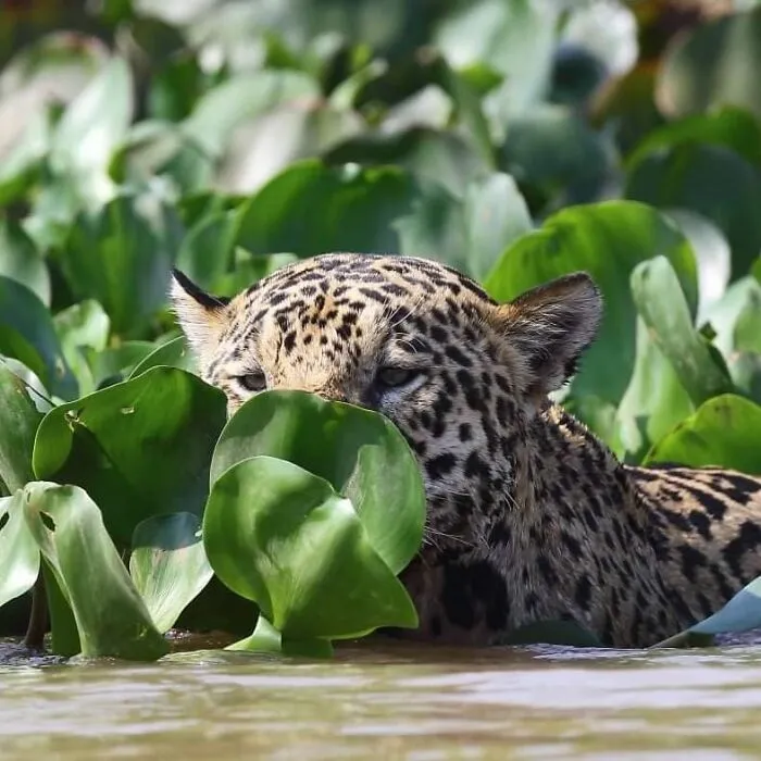 This Photographer Ventured To Dangerous Places Where He Shot These 57 Wildlife Photos (New Pics)