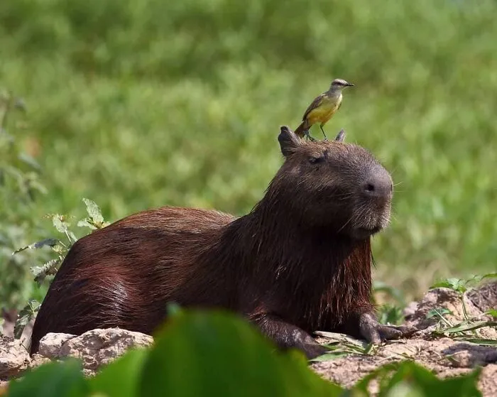 This Photographer Ventured To Dangerous Places Where He Shot These 57 Wildlife Photos (New Pics)