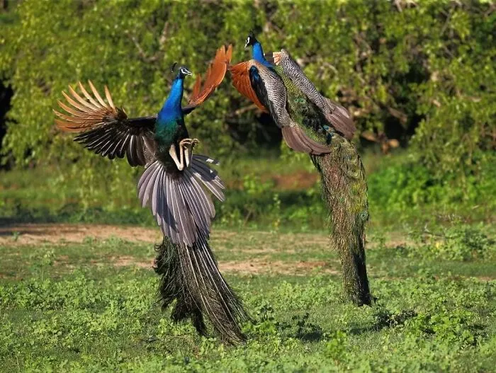 This Photographer Ventured To Dangerous Places Where He Shot These 57 Wildlife Photos (New Pics)