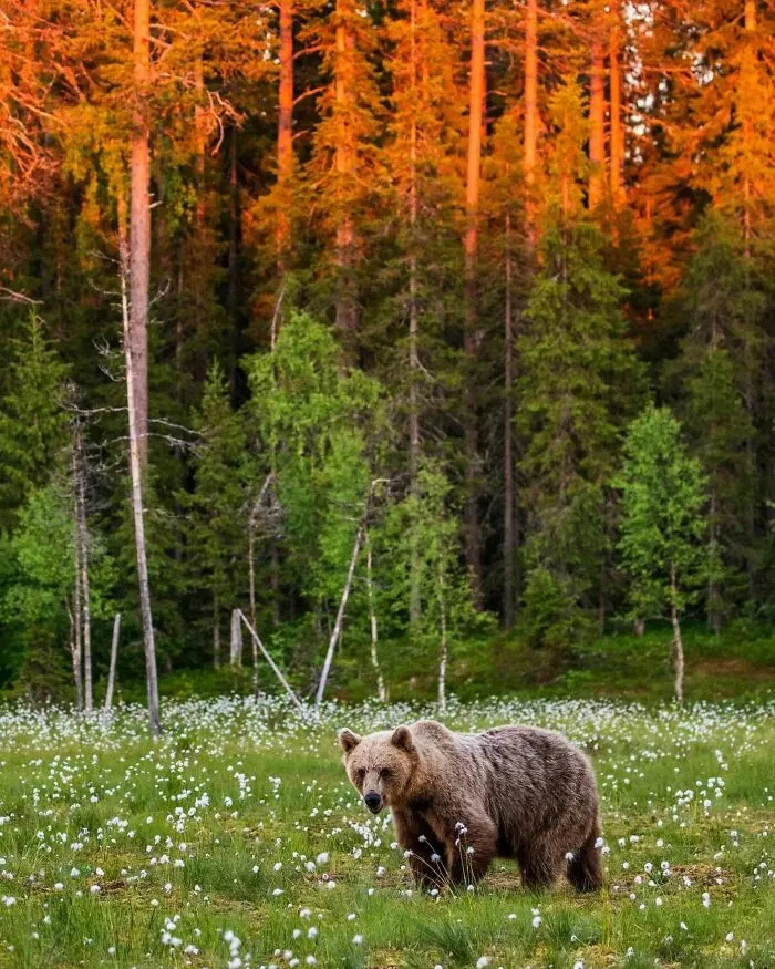 This Photographer Ventured To Dangerous Places Where He Shot These 57 Wildlife Photos (New Pics)