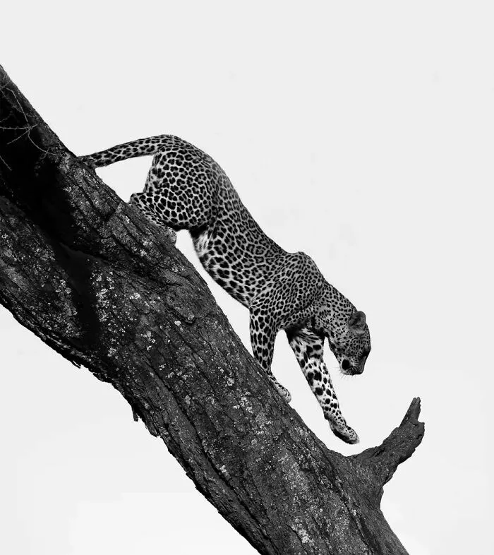 This Photographer Ventured To Dangerous Places Where He Shot These 57 Wildlife Photos (New Pics)
