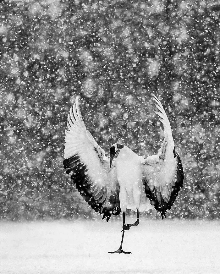This Photographer Ventured To Dangerous Places Where He Shot These 57 Wildlife Photos (New Pics)