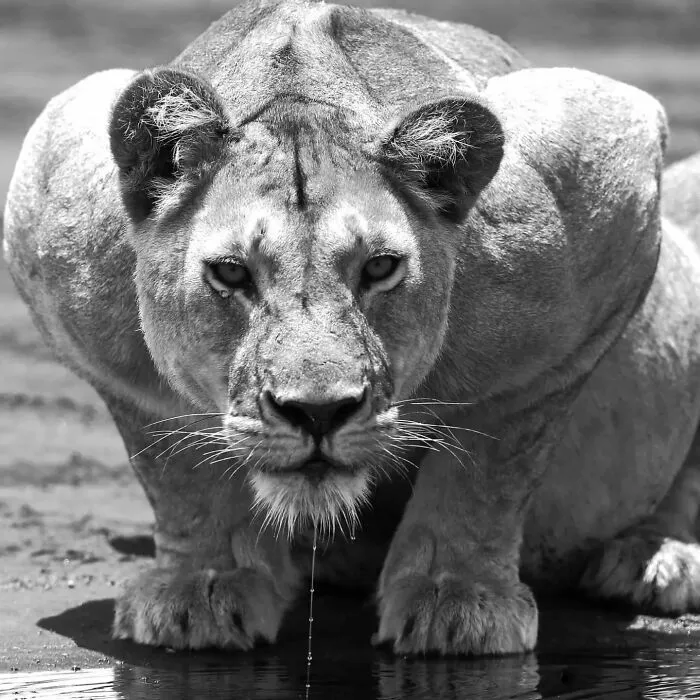 This Photographer Ventured To Dangerous Places Where He Shot These 57 Wildlife Photos (New Pics)