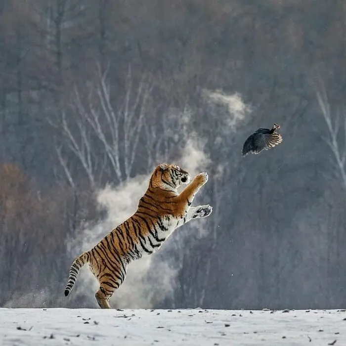 This Photographer Ventured To Dangerous Places Where He Shot These 57 Wildlife Photos (New Pics)