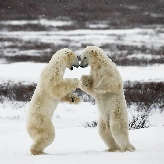 This Photographer Ventured To Dangerous Places Where He Shot These 57 Wildlife Photos (New Pics)