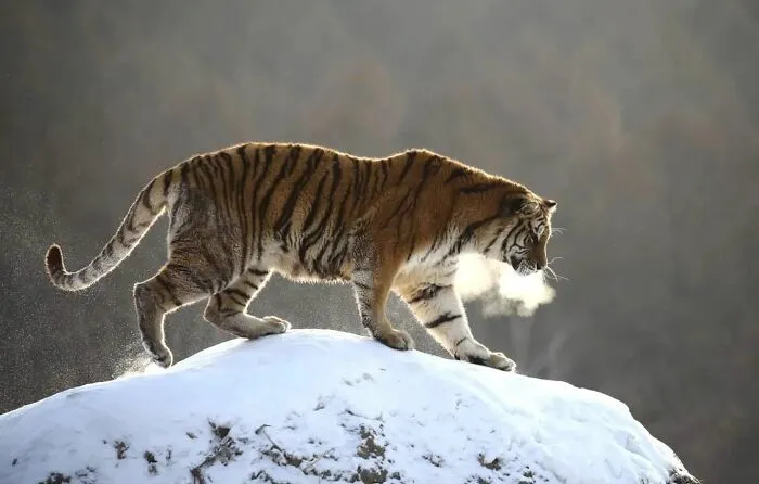 This Photographer Ventured To Dangerous Places Where He Shot These 57 Wildlife Photos (New Pics)
