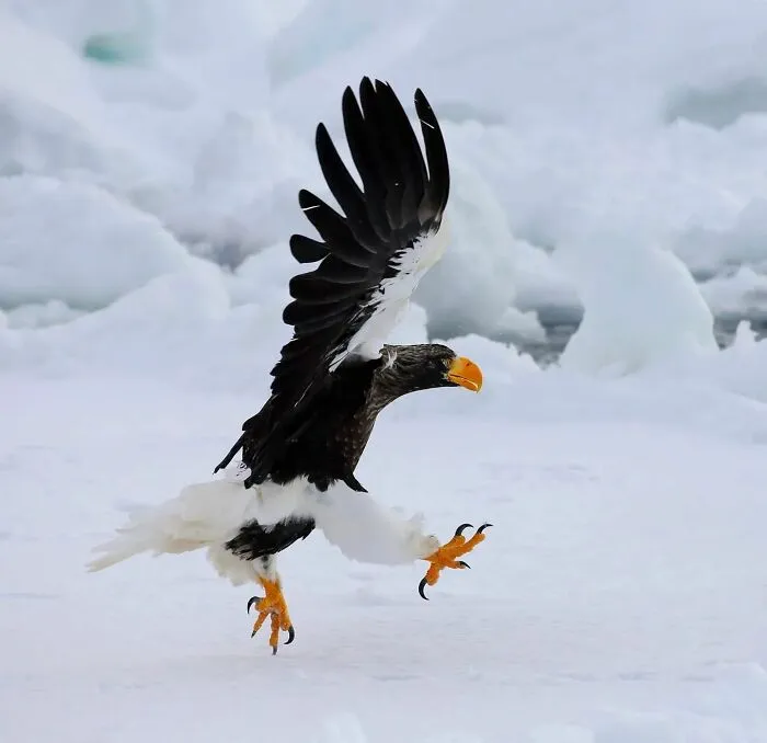 This Photographer Ventured To Dangerous Places Where He Shot These 57 Wildlife Photos (New Pics)