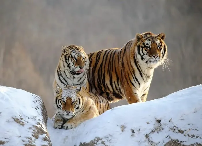 This Photographer Ventured To Dangerous Places Where He Shot These 57 Wildlife Photos (New Pics)