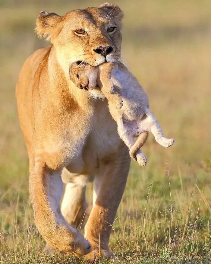 This Photographer Ventured To Dangerous Places Where He Shot These 57 Wildlife Photos (New Pics)