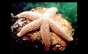 Echinoderms: Sea Stars & Their Relatives (1987)