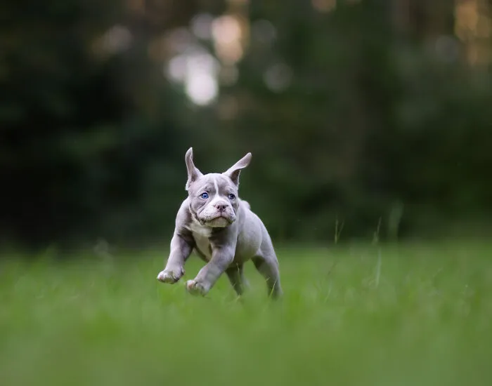 Throughout My Career As A Dog Photographer I've Met A Lot Of Wonderful Four-Legged Models, Here Are My Favorite Pictures (24 New Pics)
