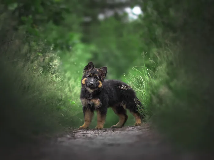 Throughout My Career As A Dog Photographer I've Met A Lot Of Wonderful Four-Legged Models, Here Are My Favorite Pictures (24 New Pics)