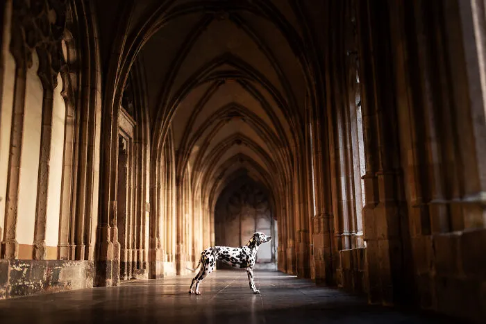 Throughout My Career As A Dog Photographer I've Met A Lot Of Wonderful Four-Legged Models, Here Are My Favorite Pictures (24 New Pics)