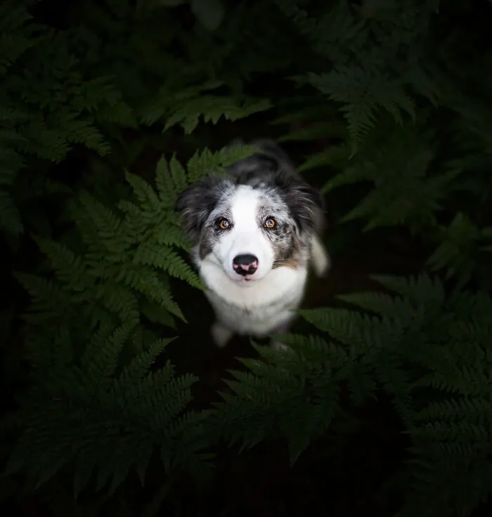 Throughout My Career As A Dog Photographer I've Met A Lot Of Wonderful Four-Legged Models, Here Are My Favorite Pictures (24 New Pics)