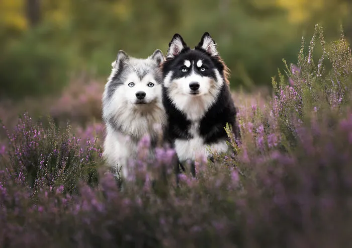 Throughout My Career As A Dog Photographer I've Met A Lot Of Wonderful Four-Legged Models, Here Are My Favorite Pictures (24 New Pics)