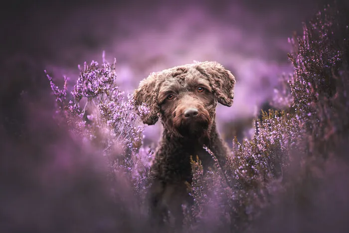 Throughout My Career As A Dog Photographer I've Met A Lot Of Wonderful Four-Legged Models, Here Are My Favorite Pictures (24 New Pics)