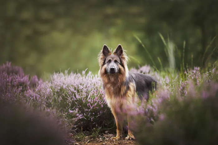 Throughout My Career As A Dog Photographer I've Met A Lot Of Wonderful Four-Legged Models, Here Are My Favorite Pictures (24 New Pics)