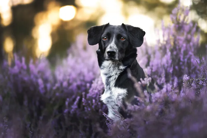 Throughout My Career As A Dog Photographer I've Met A Lot Of Wonderful Four-Legged Models, Here Are My Favorite Pictures (24 New Pics)