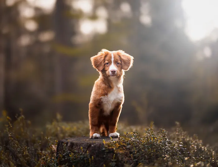 Throughout My Career As A Dog Photographer I've Met A Lot Of Wonderful Four-Legged Models, Here Are My Favorite Pictures (24 New Pics)