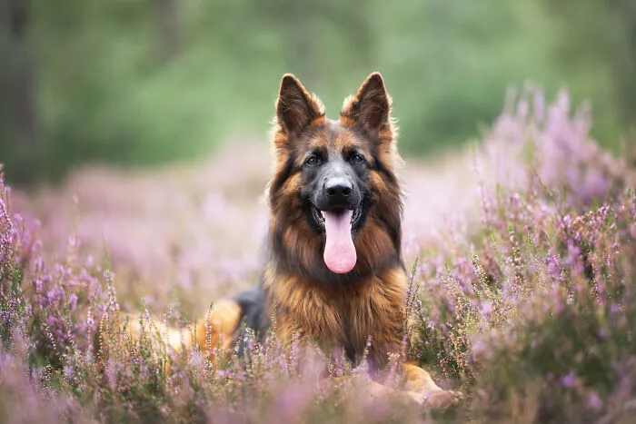 Throughout My Career As A Dog Photographer I've Met A Lot Of Wonderful Four-Legged Models, Here Are My Favorite Pictures (24 New Pics)