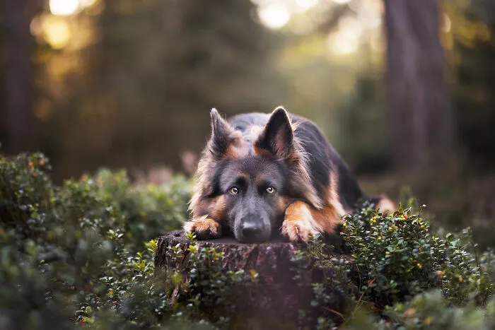 Throughout My Career As A Dog Photographer I've Met A Lot Of Wonderful Four-Legged Models, Here Are My Favorite Pictures (24 New Pics)