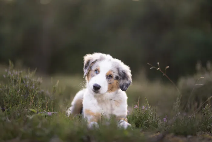 Throughout My Career As A Dog Photographer I've Met A Lot Of Wonderful Four-Legged Models, Here Are My Favorite Pictures (24 New Pics)