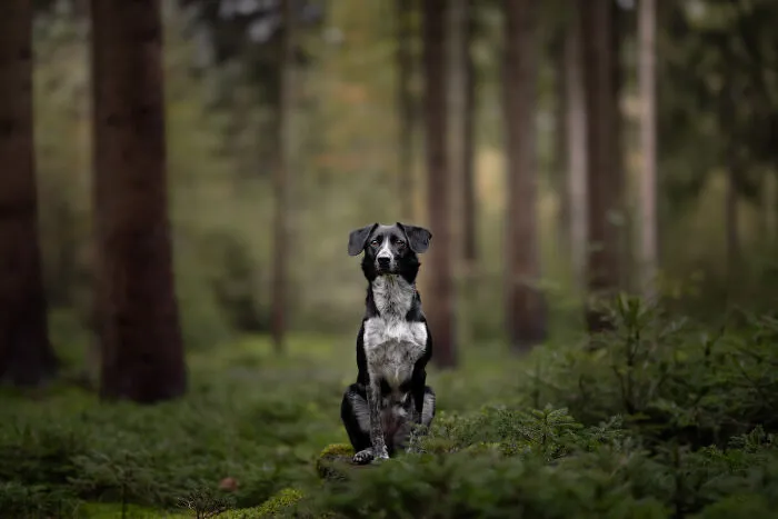 Throughout My Career As A Dog Photographer I've Met A Lot Of Wonderful Four-Legged Models, Here Are My Favorite Pictures (24 New Pics)