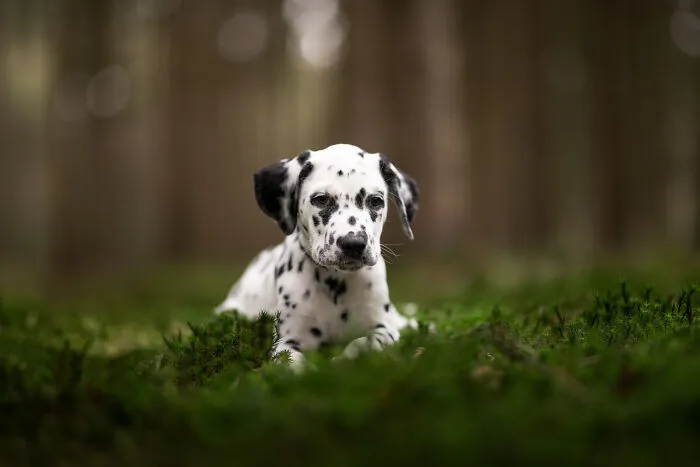 Throughout My Career As A Dog Photographer I've Met A Lot Of Wonderful Four-Legged Models, Here Are My Favorite Pictures (24 New Pics)