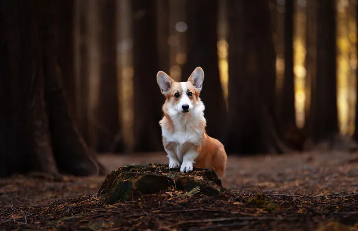 Throughout My Career As A Dog Photographer I've Met A Lot Of Wonderful Four-Legged Models, Here Are My Favorite Pictures (24 New Pics)